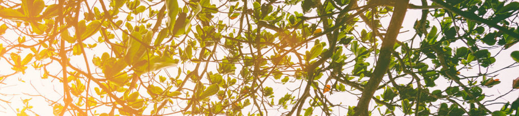 Sunshine viewed through leaves - an uplifting image of the compassionate, evidenced-based approach.